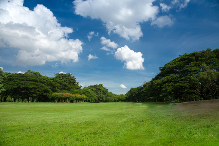 green grass tree blue skyの写真素材