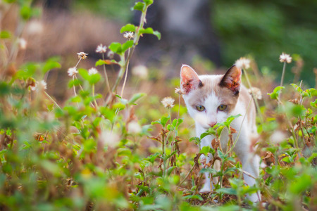 Kitten outdoor in natureの写真素材