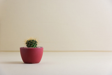 Cactus in pots on the floorの写真素材