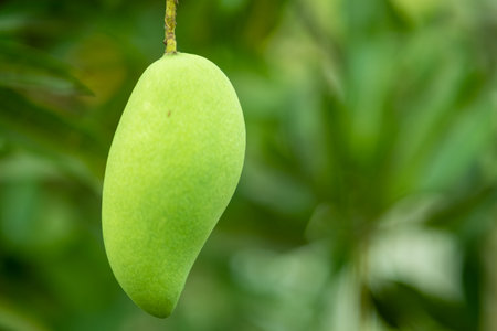 close up raw green mango hanging on the tree, Green mango fruit is growing on a tree, A branch with green mangoesの写真素材