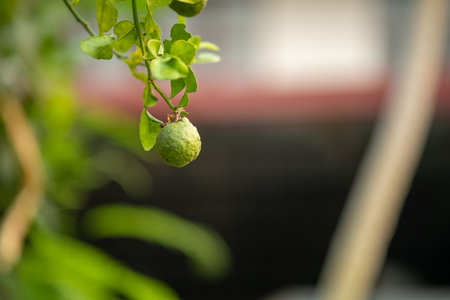 Fresh bergamot hanging on a tree with space for text, Kaffir lime hanging on tree