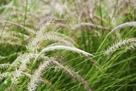Green grass in garden at bangkokの写真素材