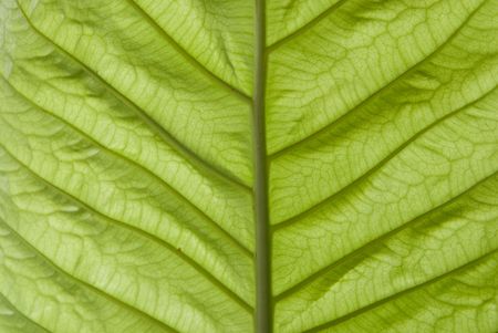 Texture of a green leaf as background