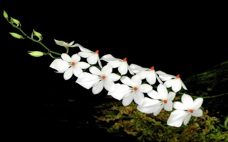 orchid flower