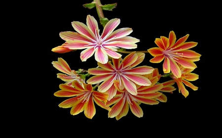 flowerの写真素材