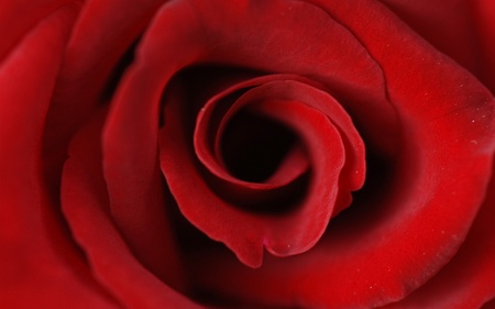 rose flowerの写真素材