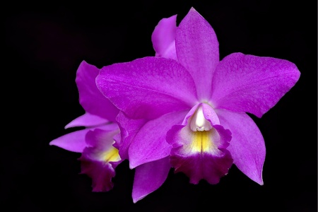 orchid flowerの写真素材