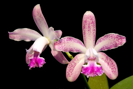 orchid flowerの写真素材