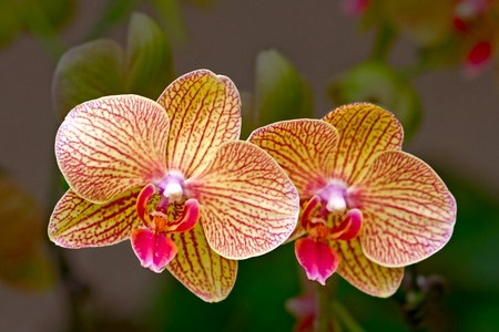 orchid flowerの写真素材