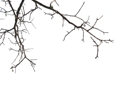 tree branches isolated on white backgroundの写真素材