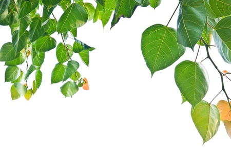 Bodhi or Peepal Leaf from the Bodhi tree, Sacred Tree for Hindus and Buddhistの写真素材