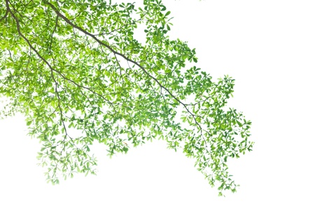 Green leave isolated on white backgroundの写真素材