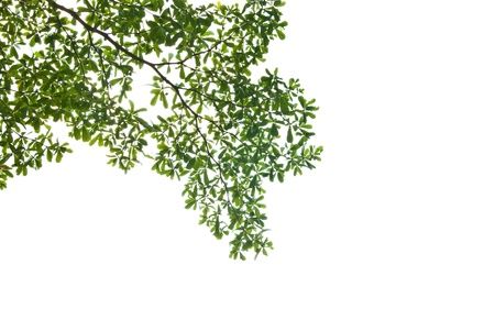 Green leave isolated on white backgroundの写真素材
