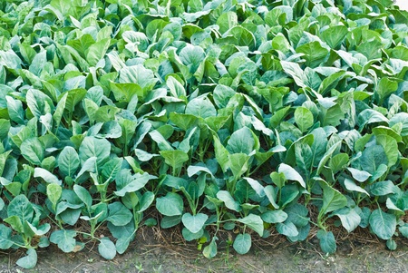 Chinese kale vegetable in garden