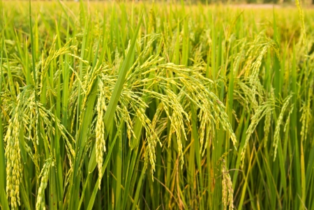 rice plant in rice fieldの写真素材