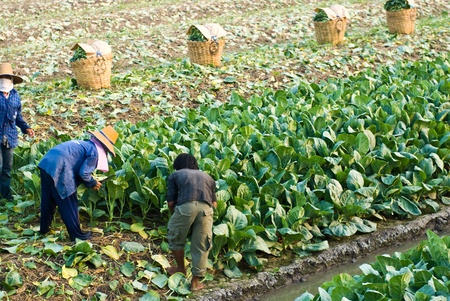 Chinese kale vegetable in gardenの写真素材