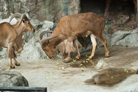 brown mountain goat on stone backgroundの写真素材