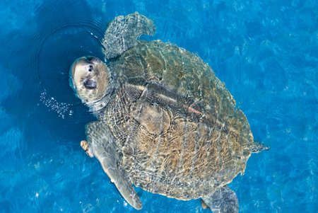 green sea turtle swimming in ocean seaの写真素材