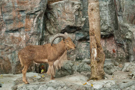 brown mountain goat on stone backgroundの写真素材