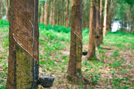 Rubber tree in south of thailandの写真素材