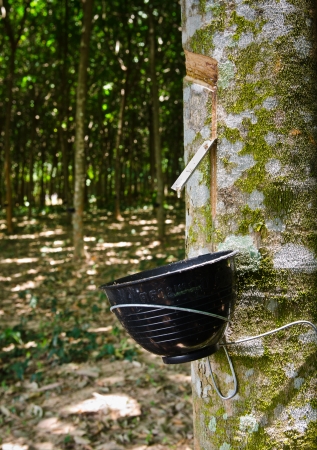 Tapping latex from a rubber tree at Thailandのeditorial素材
