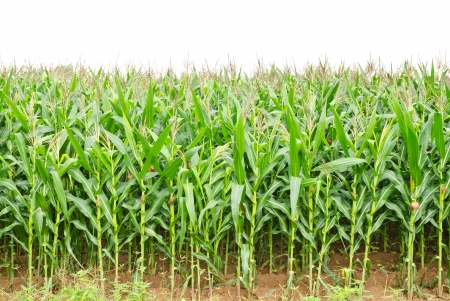 A green field of corn growing up at Thailandの写真素材