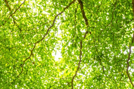 Green leave on tree in white backgroundの写真素材
