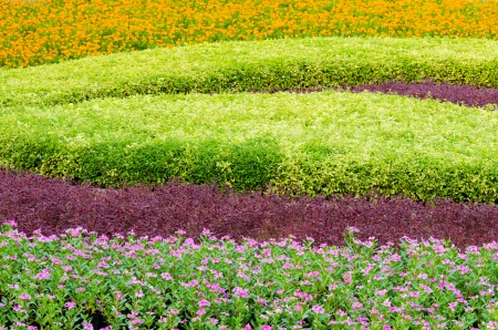 Pattern View of Decorative Beautiful Ornamental Plants Tree Tropical Landscape and  Flower in Nature Garden at Thailandの写真素材