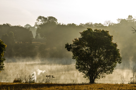 Vintage view of tree side the lagoon in morning mist at Khao Yai National Park,Thailandの写真素材