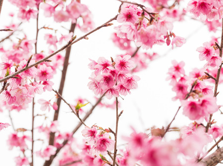 Prunus cerasoides, Thai Sakura in winter season on tree at  Chaing mai Province, Thailand.の写真素材