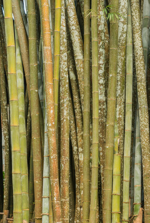 Close up big fresh bamboo grove in green color at Thailand forestの写真素材