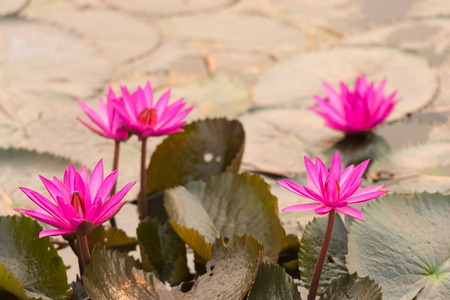 close up pink color fresh lotus blossom or water lily flower blooming on pond backgroundの写真素材