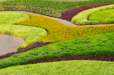 Pattern View of Decorative Beautiful Ornamental Plants Tree Tropical Landscape and  Flower in Nature Garden at Thailandの写真素材