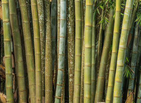 Close up big fresh bamboo grove in green color at Thailand forestの写真素材