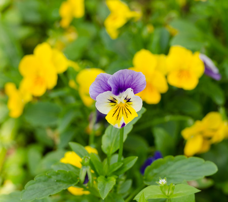 pensies flowers as the floral background, viola tricolor pansyの写真素材