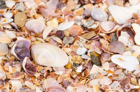 close up beautiful background and texture of nature sea shell pattern on a sand beach in the summer