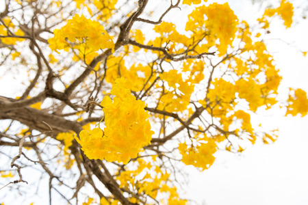 close up Silver trumpet tree, Tree of gold,Paraguayan silver trumpet treの写真素材