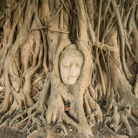 Stone head of Buddha nestled in the embrace of bodhi tree's roots at Wat Mahathat, Ayutthaya, Thailandの写真素材