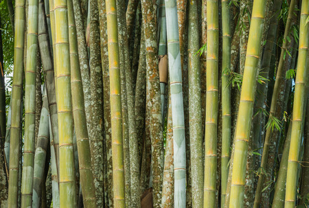 Close up big fresh bamboo grove in green color at Thailand forestの写真素材