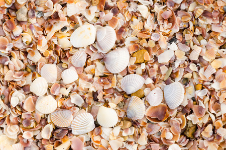 close up beautiful background and texture of nature sea shell pattern on a sand beach in the summer