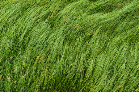 Cocograss, close up beautiful green Nut grass pattern from garden