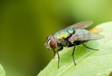 close up green fly on green leaf