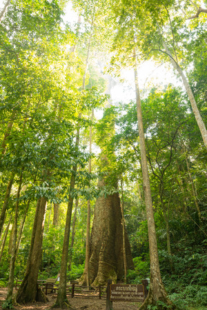 Biggest mersawa tree in Thailand forest at King Taksin National Park, Tak Province, Thailand, Anisoptera costata, mersawa, Krabak treeの写真素材