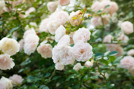 close up beautiful white rose in a gardenの写真素材