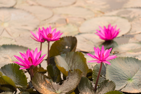 close up pink color fresh lotus blossom or water lily flower blooming on pond backgroundの写真素材