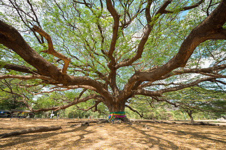 big Rain Tree with branch magnifyの写真素材