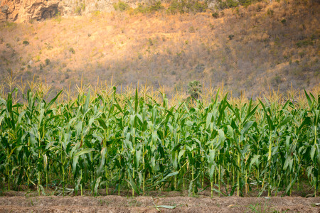 A green field of corn growing up at moutain backgroundの写真素材