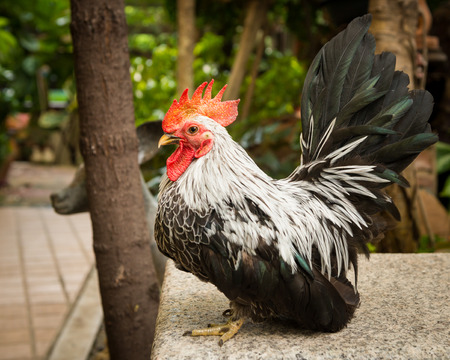 photos of rooster Chicken on garden backgroundの写真素材