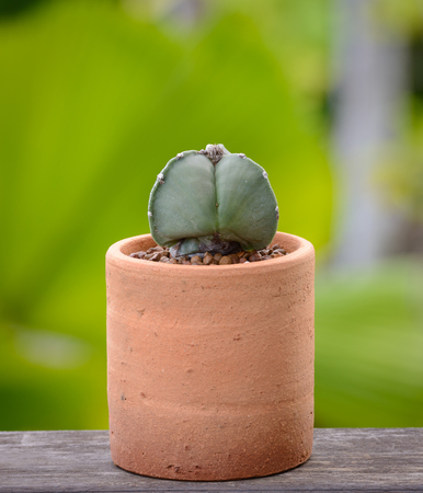 Lophophora williamsii, Cactus or succulents tree Decorative in flowerpot on wood striped backgroundの写真素材