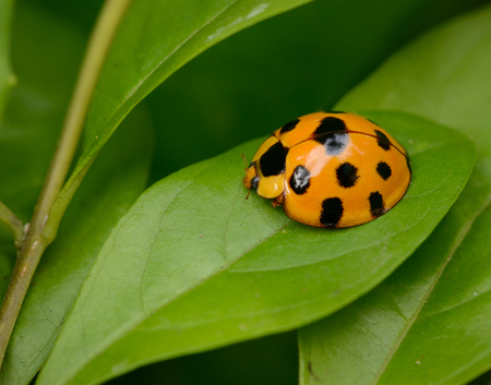 Ladybug yellow on a green leaf background, Variable Ladybird Beetles - Coelophora inaequalisの写真素材